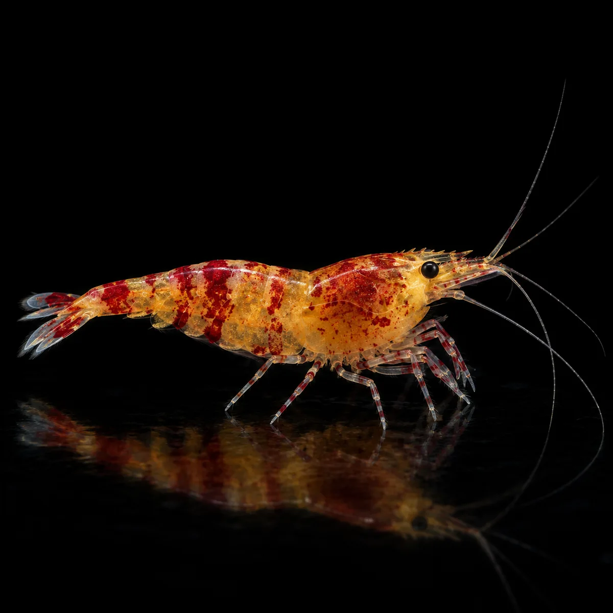 Caridina Selección Red Calceo, tonos dorados y zonas translúcidas con bandas rojizas, nascapers