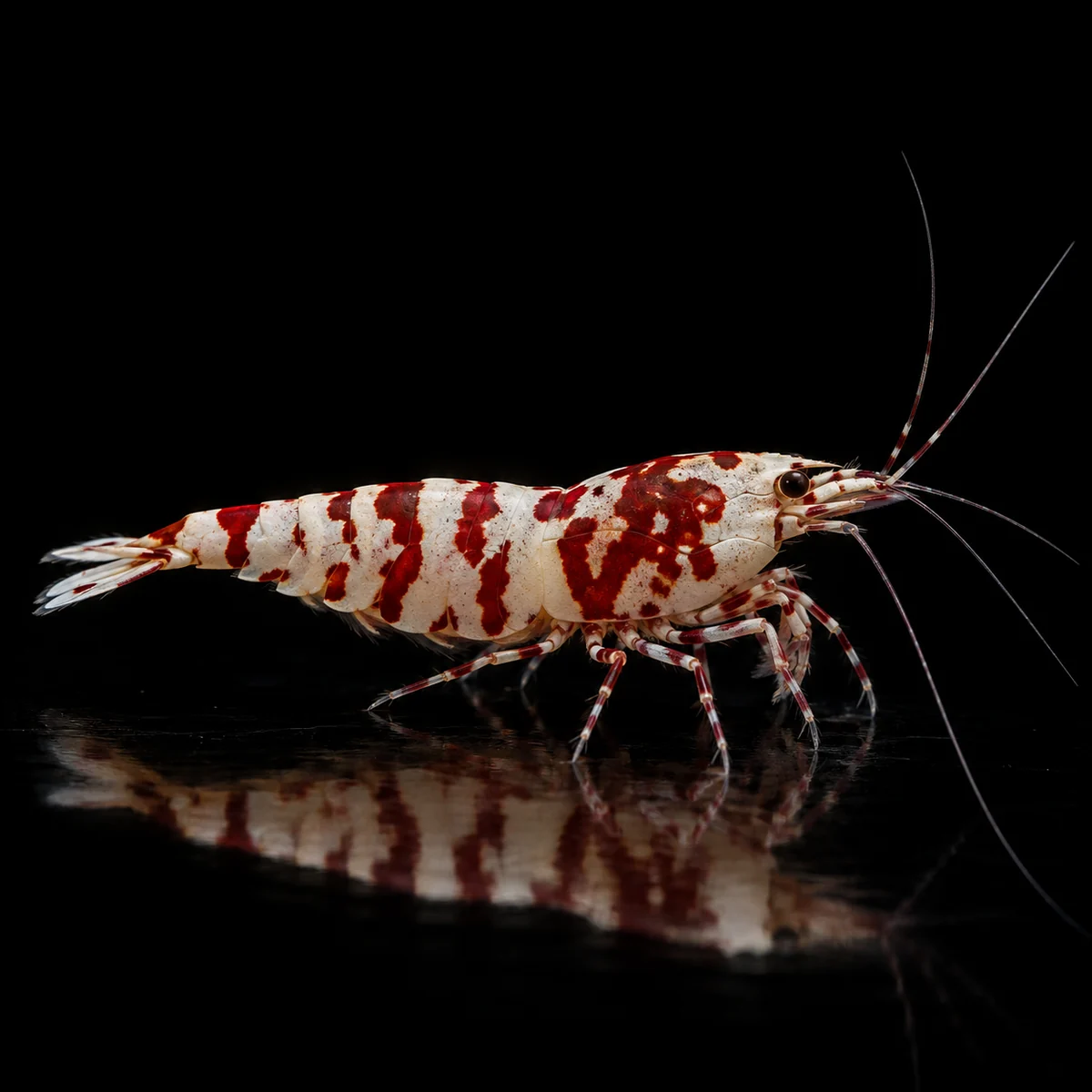 Caridina Selección Red Fancy Tiger A-S, Fancy Tiger roja y blanca en presentación A-S, nascapers