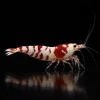 Caridina Selección Red Fancy Tiger SS, presentación SS del patrón rojo y blanco Fancy Tiger, nascapers
