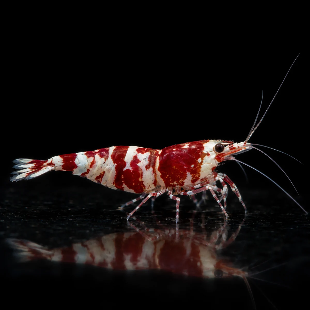 Caridina Selección Purple Pinto Red, base rojiza con matices púrpura y dibujo claro Pinto, nascapers
