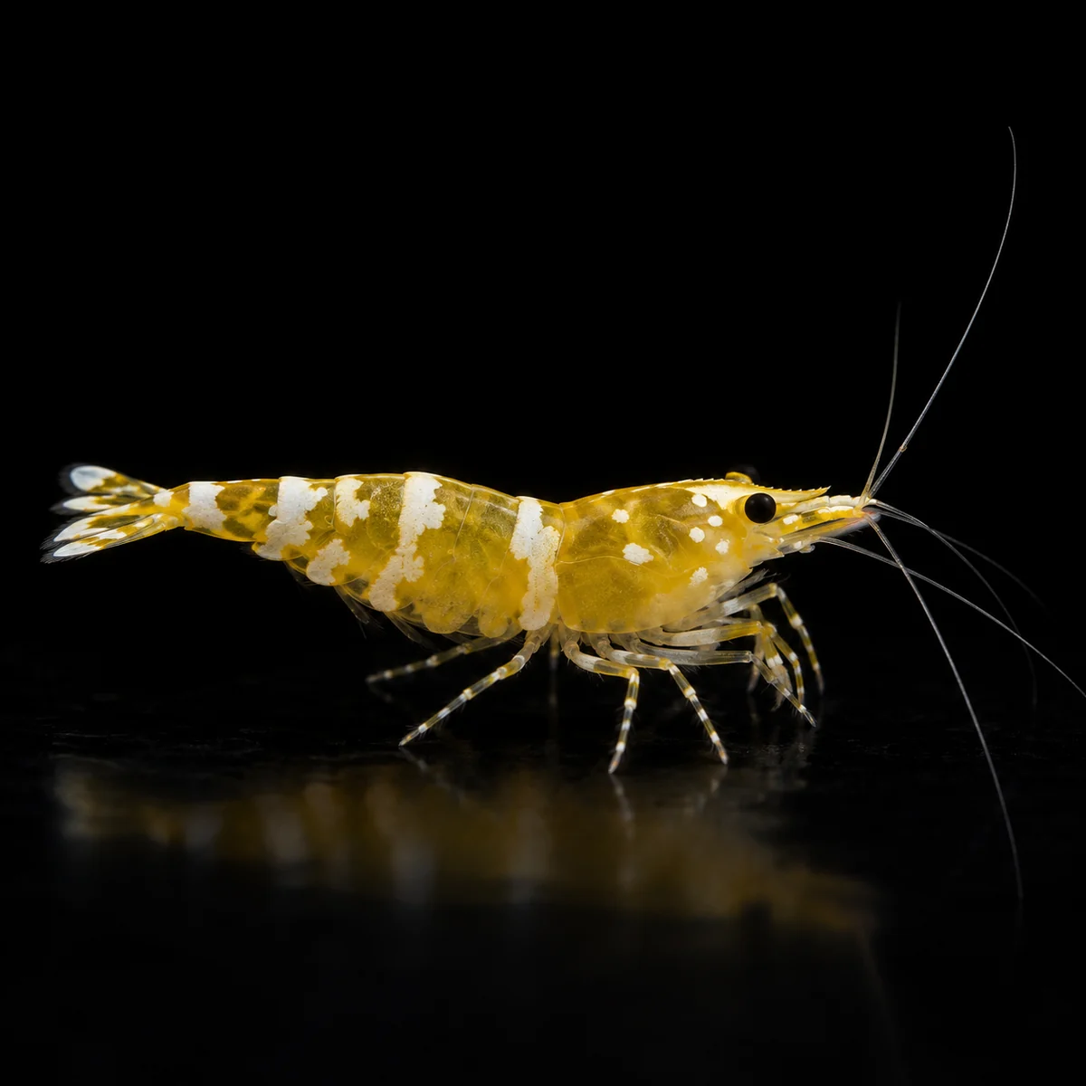 Caridina Selección Yellow Pinto, base amarilla con marcas claras y distribución Pinto variable, nascapers