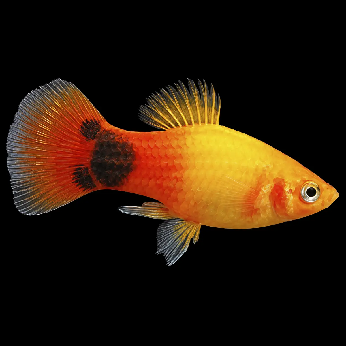 Platy