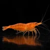 Gamba Orange OE de cuerpo naranja y ojos naranja en nascapers.es