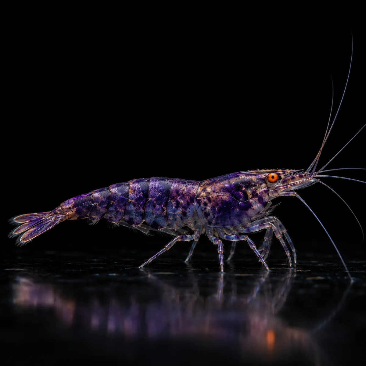 Neocaridina OE Purple en nascapers.es