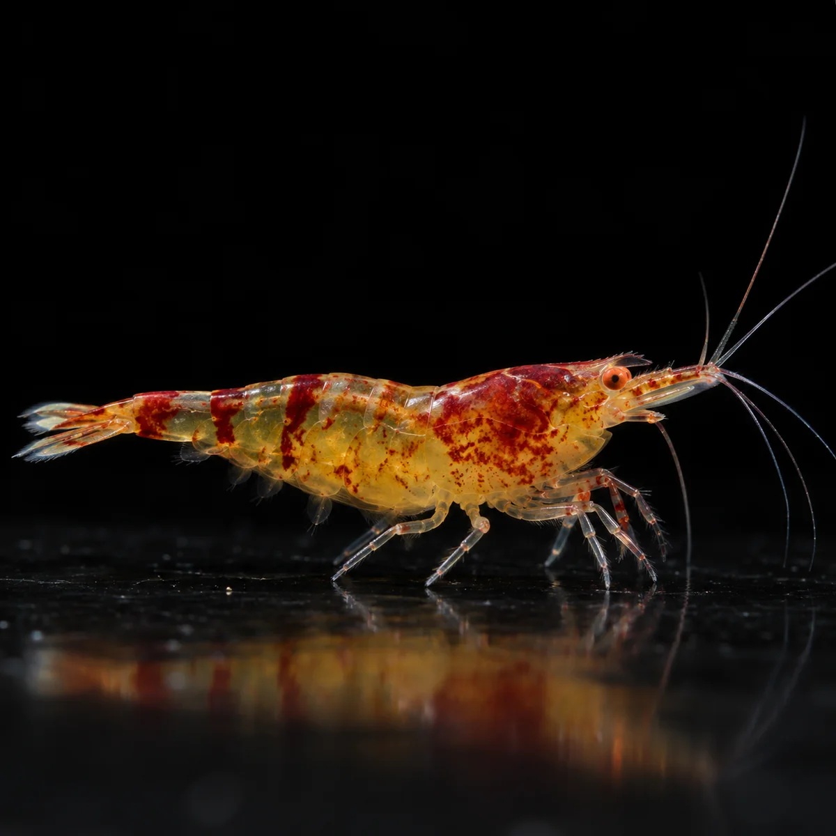 Gamba Red Calceo OE con marcas rojizas, zonas amarillentas translúcidas y ojos naranja en nascapers.es
