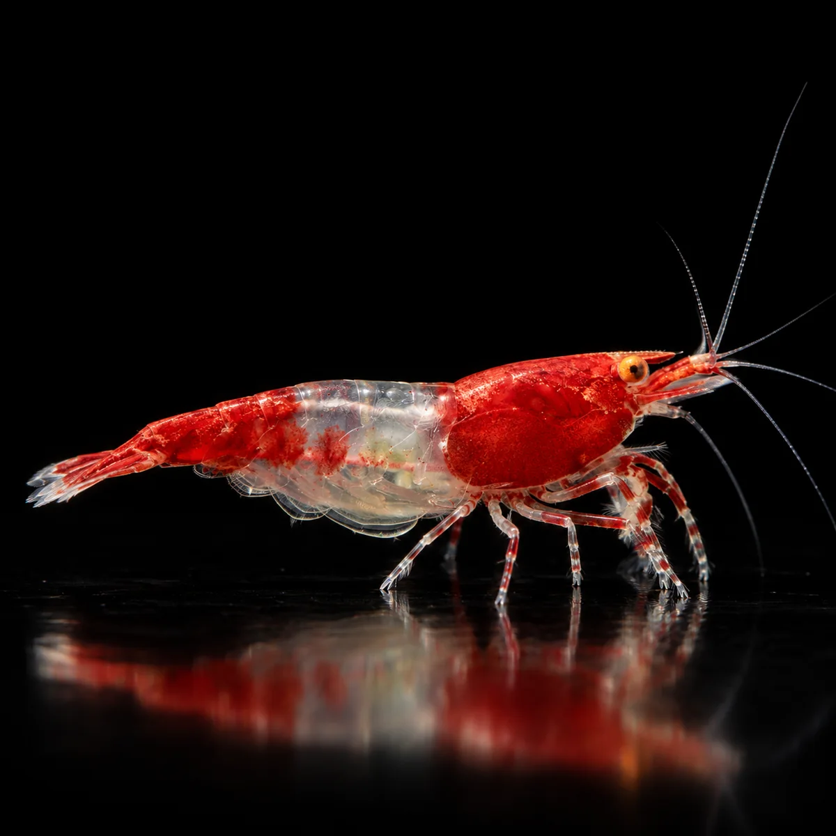 Gamba Red Rili OE en nascapers.es